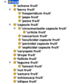 Fruit hierarchy.png