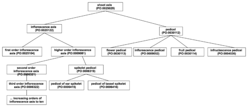 Pedicel hierarchy